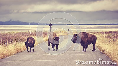 Vintage toned American bison crossing road Stock Photo