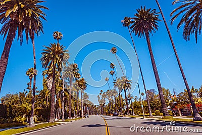 Vintage toned famous palms of Beverly Hills along the street in Los Angeles Stock Photo