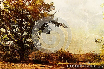 Vintage tree Stock Photo