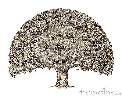 Vintage tree foliage. Hand-drawn sketch old oak. Nature Vector Illustration