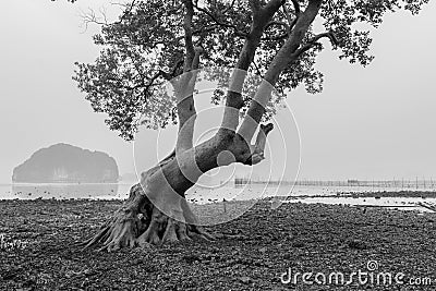 Vintage tree Mangrove forest in the morning with fog and soft li Stock Photo