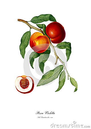 Vintage watercolour branch of Peach drawing art. Cartoon Illustration