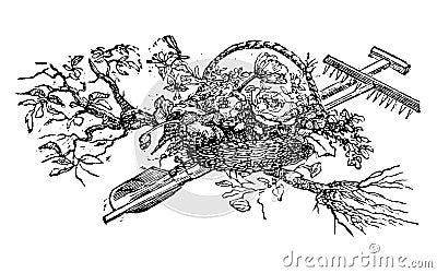 Vintage Vector Drawing or Engraving of Antique Decoration Design of Basket with Flowers and Gardening Tools and Tree Vector Illustration