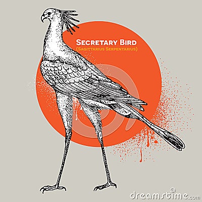Vintage vector engraving of a single secretary bird Vector Illustration
