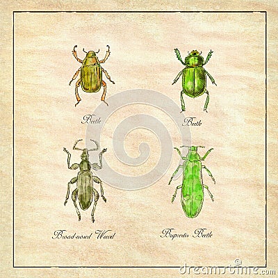 Beetle, Broad-Nosed Weevil and Buprestis Beetle Vintage Collection Cartoon Illustration