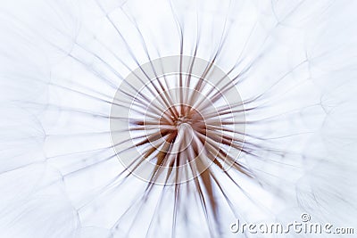 Vintage watercolor abstract background - monochrome dandelion flower Stock Photo