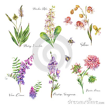 Vintage watercolor set of summer purple meadow wildflowers Cartoon Illustration