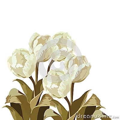 Vintage Watercolor White Tulips bouquet flowers Vector Illustration