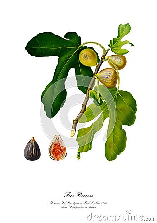 Vintage watercolour branch of figs drawing art. Cartoon Illustration