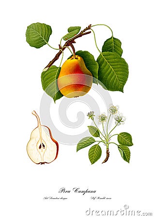 Vintage watercolour branch of pear drawing art. Cartoon Illustration