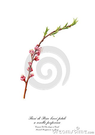 Vintage watercolour flowering branch of peach with insect drawing art. Cartoon Illustration