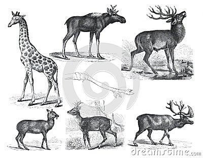 Vintage wildlife collection with giraffe, moschus moschiferus, cervus capreolus, deer, moose, wild animals. illustration of wildli Cartoon Illustration