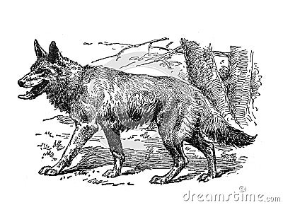 Vintage Wolf hand drawn / Antique engraved illustration from from La Rousse XX Sciele Cartoon Illustration