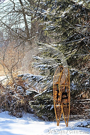 Vintage Wooden Yukon Snowshoes in a winter landscape near pine boughs Stock Photo