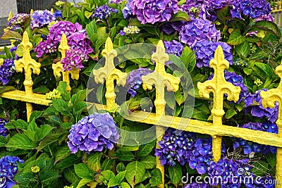 Vintage yellow iron fence with colorful purple flowers Stock Photo