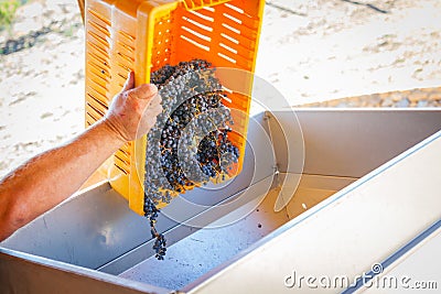 Vintner Dumps Crate of Freshly Picked Grapes Into Processing Mac Stock Photo