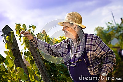 Vintner examining grapes Stock Photo