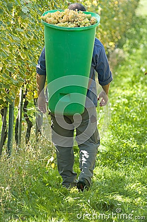 Vintner During The Harvest Stock Photo