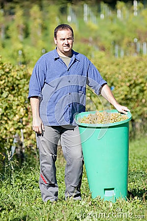 Vintner During The Harvest Stock Photo