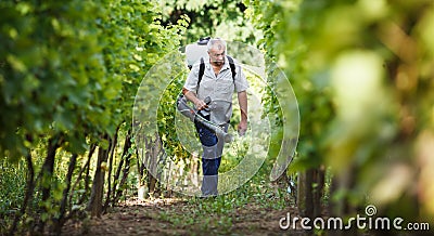 Vintner in his vineyard spraying chemicals Stock Photo