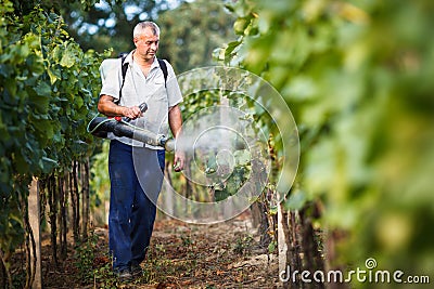 Vintner in his vineyard spraying chemicals Stock Photo