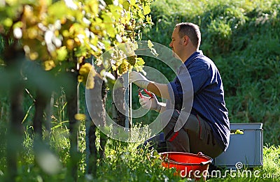Vintner in the vineyard Stock Photo