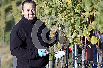 Vintner in the Vineyard Stock Photo
