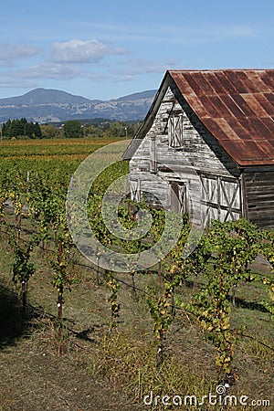 Vinyards Stock Photo