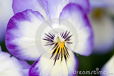 Viola Stock Photo