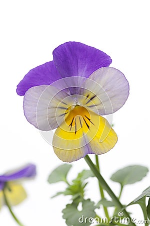 Viola cornuta Stock Photo