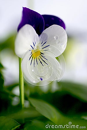 Viola Cornuta - April Showers Stock Photo