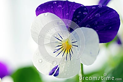 Viola Cornuta - April Showers Stock Photo