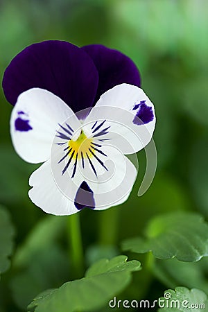 Viola Cornuta - Spring Perennials Stock Photo