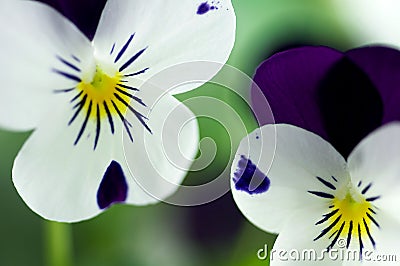 Viola Cornuta - Spring Perennials Stock Photo