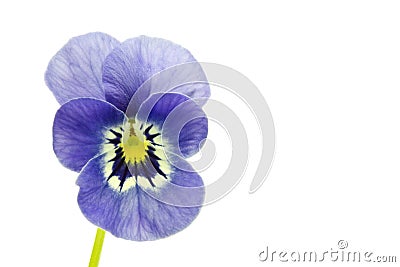 Viola cornuta flower Stock Photo