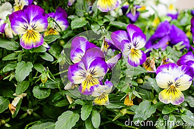 Viola cornuta flower Stock Photo