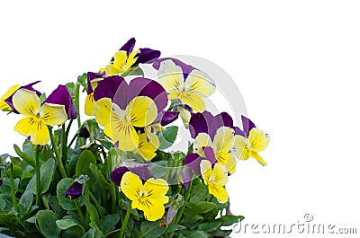 Viola cornuta flower Stock Photo