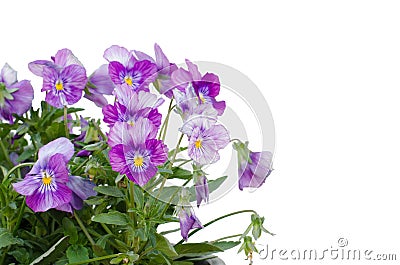 Viola cornuta flower Stock Photo