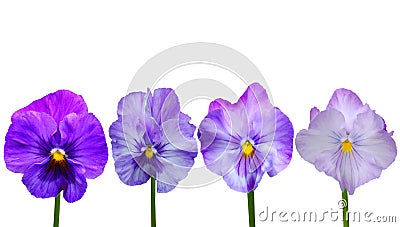 Viola cornuta flowers Stock Photo