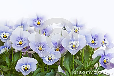 Viola cornuta flowers Stock Photo