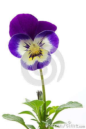 Viola cornuta (horned violet) Stock Photo