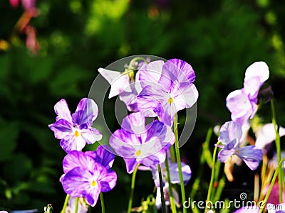 Viola cornuta 'Rebecca' Stock Photo