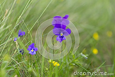 Viola declinata is an alpine perennial plant of the violet family, endemic to the Eastern Carpathians. Cartoon Illustration