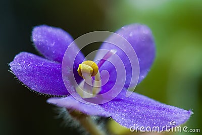 Viola flower Stock Photo