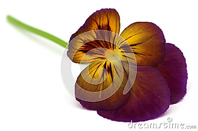 Viola flower Stock Photo