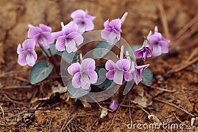 Viola Flowers Stock Photo - Image: 4826190