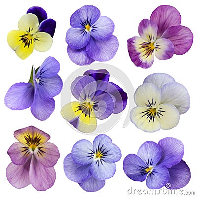 Viola flowers Stock Photo