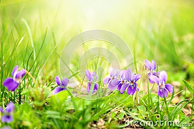 Viola odorata close-up Stock Photo