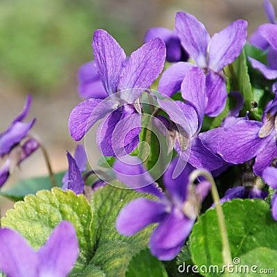 Viola odorata Stock Photo