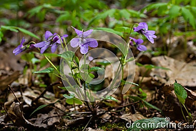 Viola odorata. Scent-scented. Violet flower forest blooming in spring. The first spring flower, purple. Wild violets in nature Stock Photo
